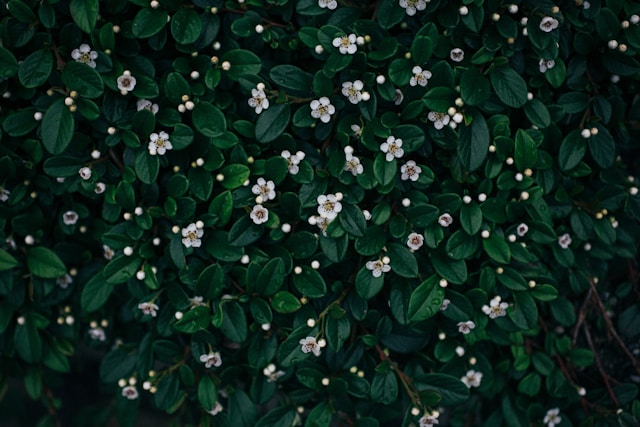 Example